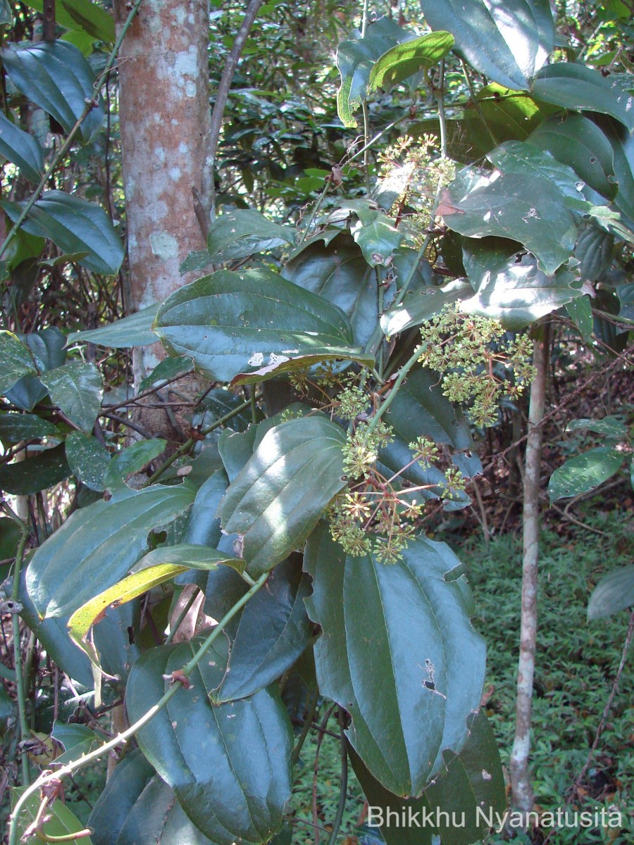 Smilax perfoliata Lour.